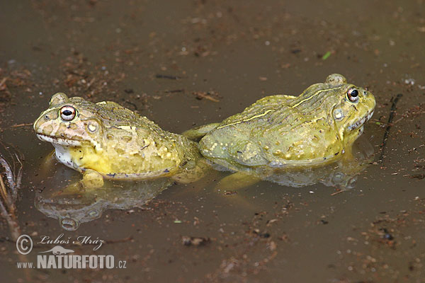 Pyxicephalus adspersus