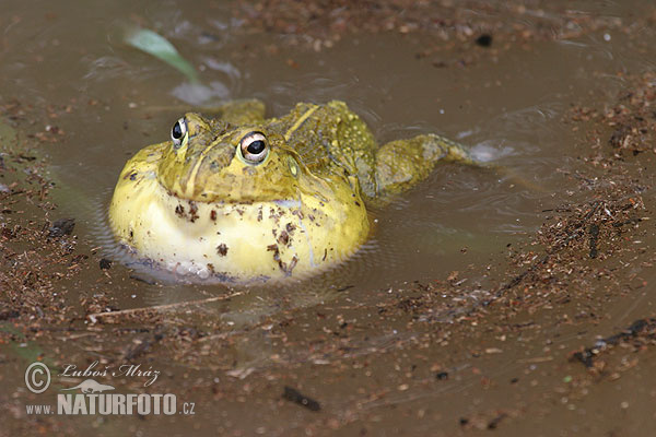 Pyxicephalus adspersus