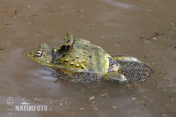 Pyxicephalus adspersus