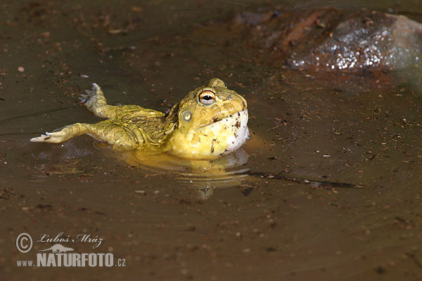 Pyxicephalus adspersus