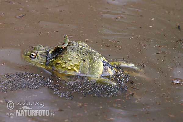 Pyxicephalus adspersus