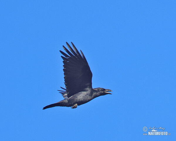 Raaf vogel