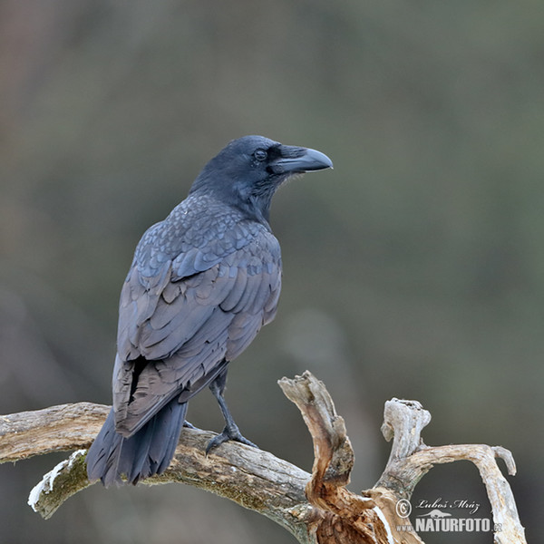 Raaf vogel