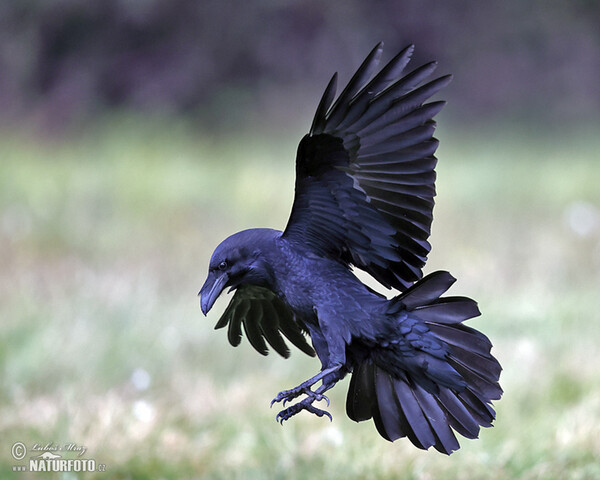 Raaf vogel