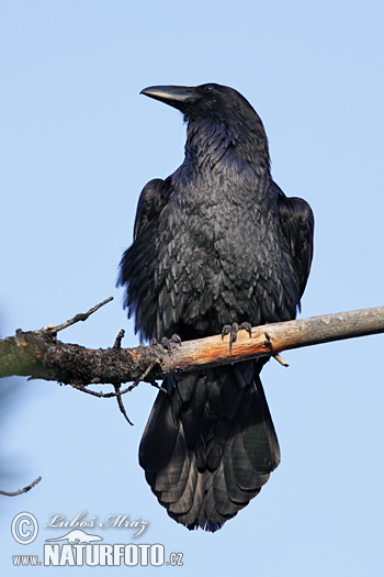 Raaf vogel