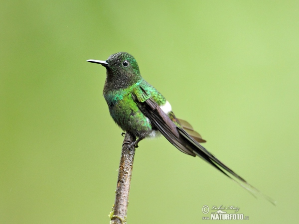 Rabudito Verde
