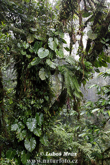 Rain forest (CR)