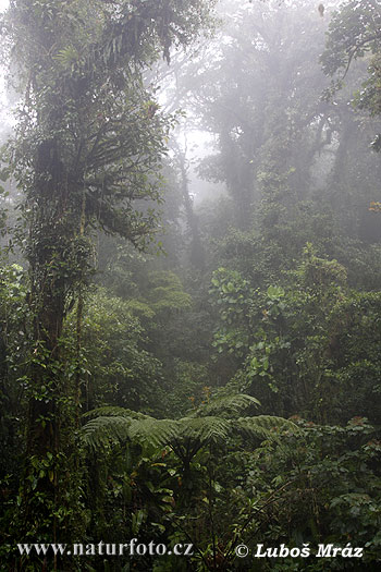 Rain forest (CR)