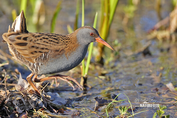 Rallus aquaticus