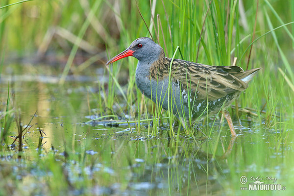 Rallus aquaticus