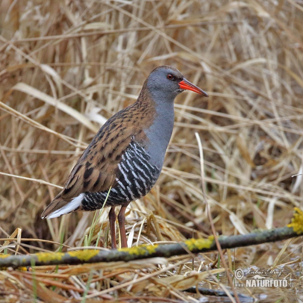 Rallus aquaticus