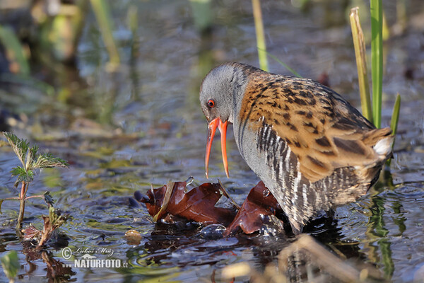 Rallus aquaticus