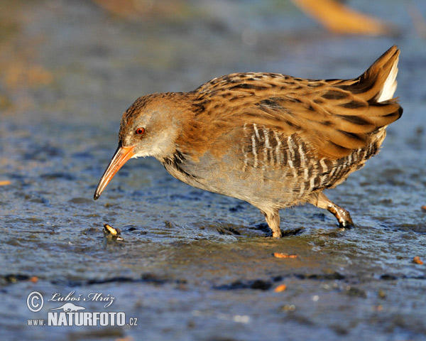 Rallus aquaticus