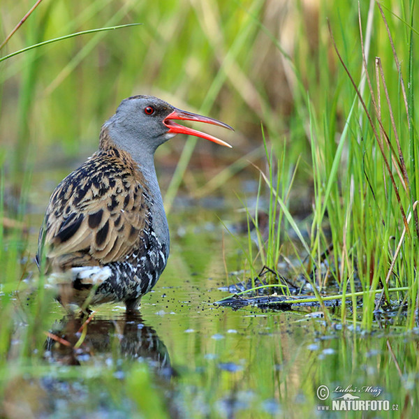 Rallus aquaticus