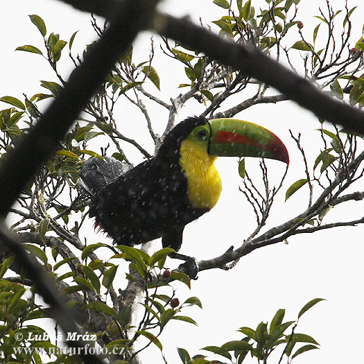 Ramphastos sulfuratus