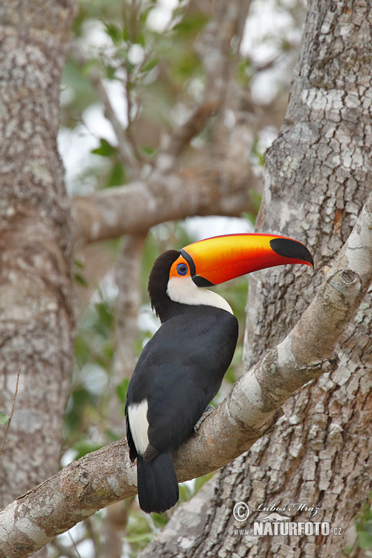 Ramphastos toco