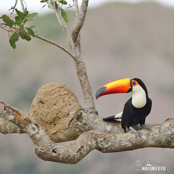 Ramphastos toco