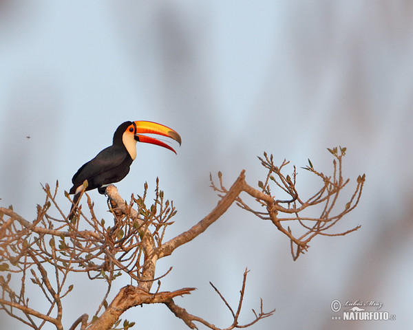 Ramphastos toco