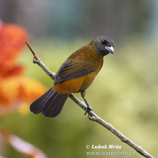 Ramphocelus costaricensis