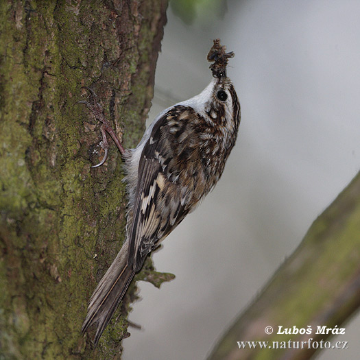 Rampichino alpestre