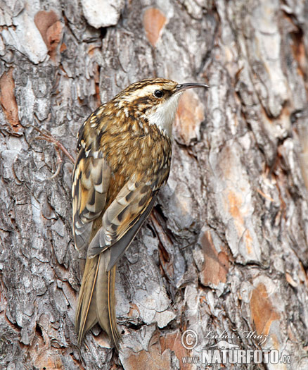 Rampichino alpestre