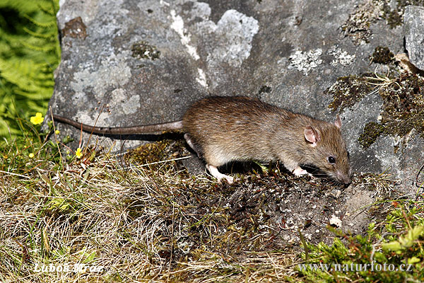 Rattus norvegicus