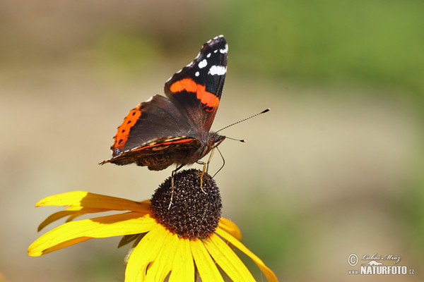 Red Admiral (Vanessa atalanta)