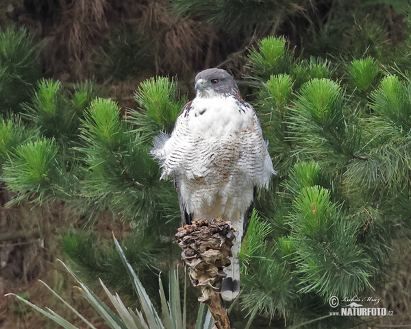 Red-backed Hawk (Geranoaetus polyosoma)