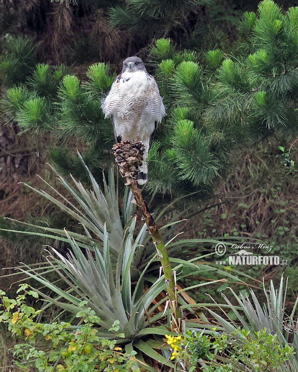 Red-backed Hawk (Geranoaetus polyosoma)