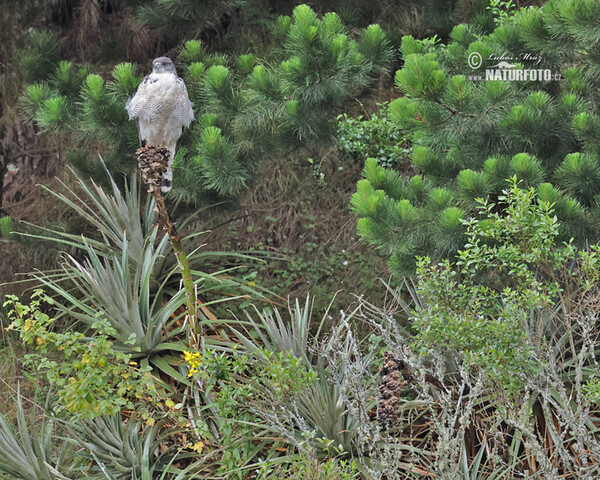 Red-backed Hawk (Geranoaetus polyosoma)