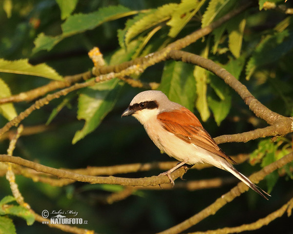 Red-backed Shrike (Lanius collurio)