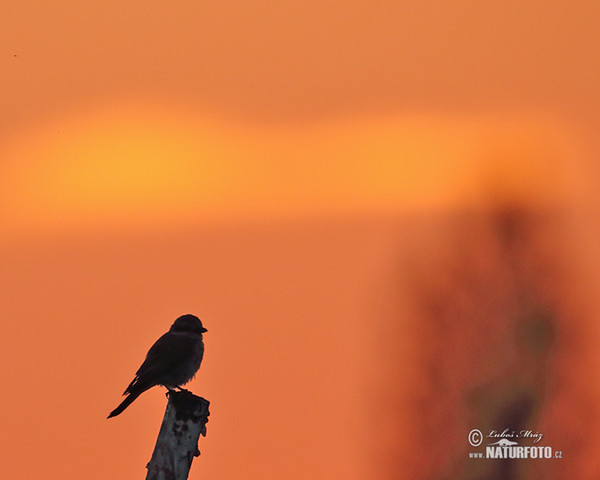 Red-backed Shrike (Lanius collurio)