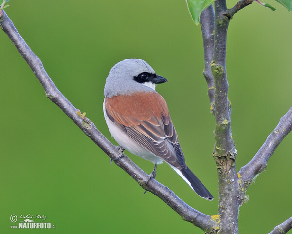 Red-backed Shrike (Lanius collurio)