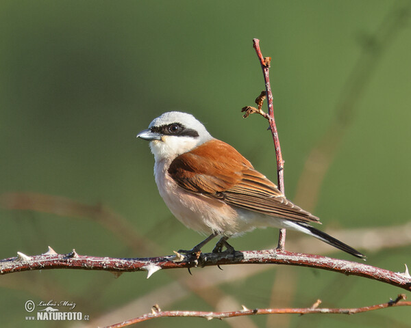 Red-backed Shrike (Lanius collurio)