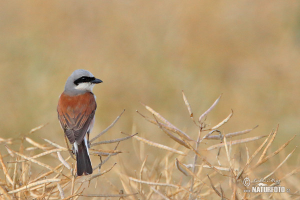 Red-backed Shrike (Lanius collurio)