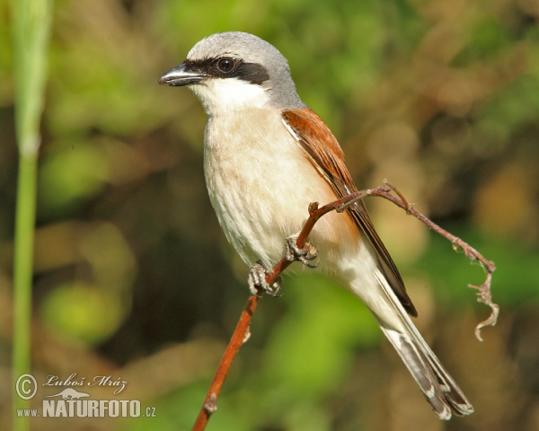 Red-backed Shrike (Lanius collurio)