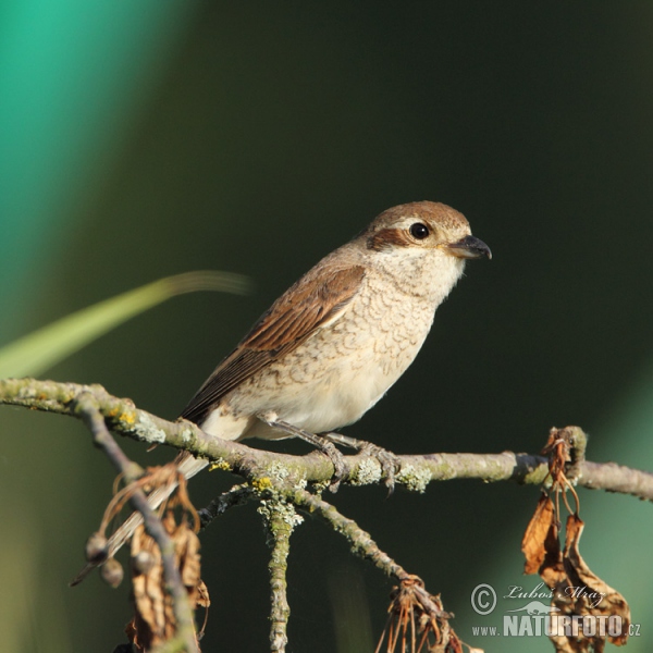 Red-backed Shrike (Lanius collurio)