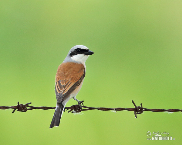 Red-backed Shrike (Lanius collurio)