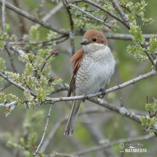 Red-backed Shrike (Lanius collurio)