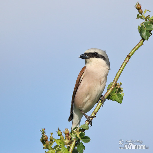 Red-backed Shrike (Lanius collurio)