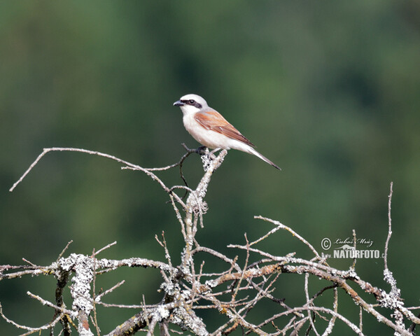 Red-backed Shrike (Lanius collurio)