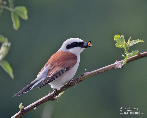Red-backed Shrike (Lanius collurio)