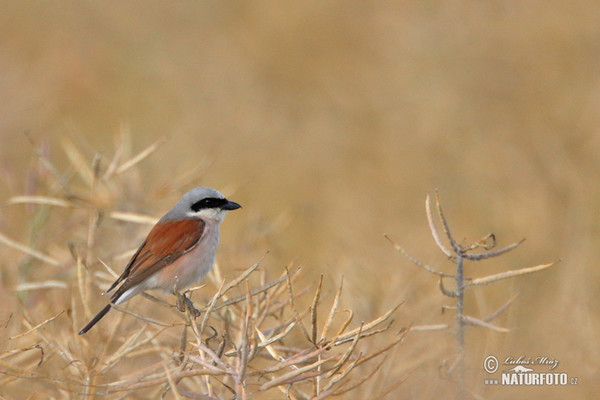 Red-backed Shrike (Lanius collurio)