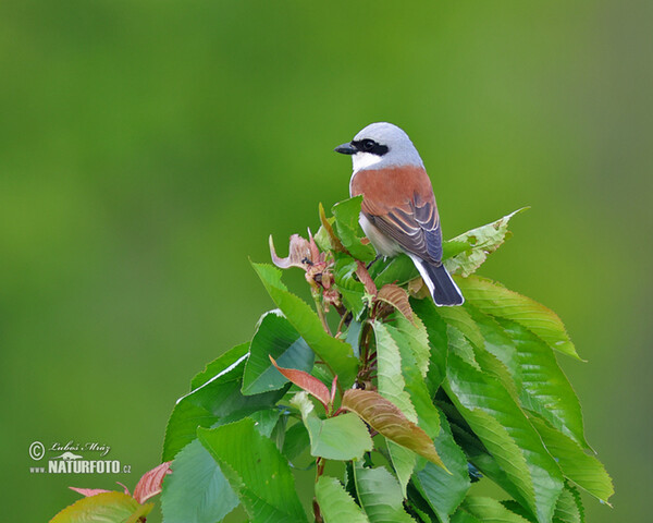 Red-backed Shrike (Lanius collurio)