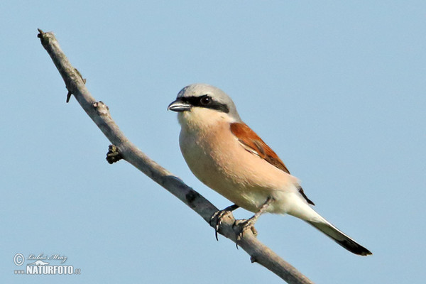 Red-backed Shrike (Lanius collurio)