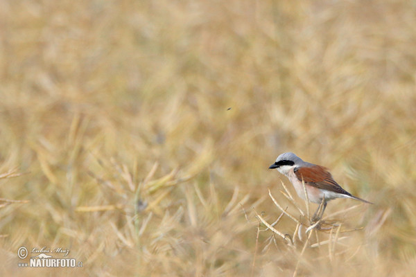 Red-backed Shrike (Lanius collurio)