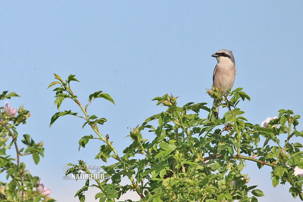 Red-backed Shrike (Lanius collurio)