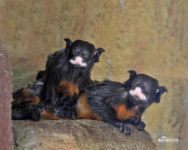 Red-bellied Tamarin (Saguinus labiatus)