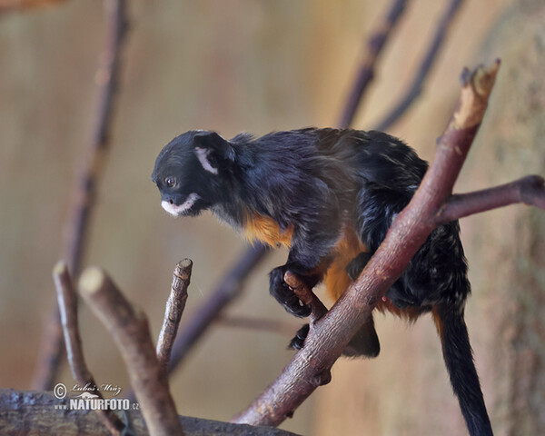 Red-bellied Tamarin (Saguinus labiatus)