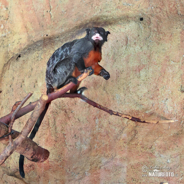 Red-bellied Tamarin (Saguinus labiatus)